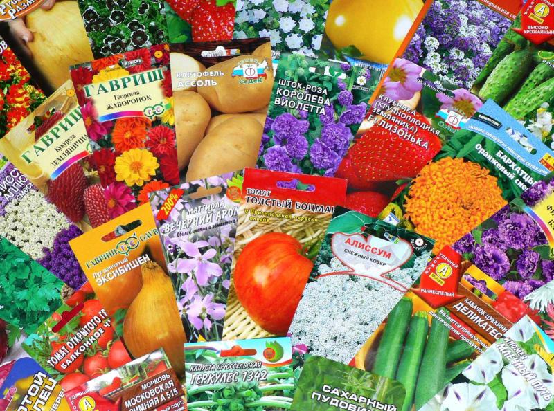 Выбор качественных семян: на что обратить внимание при покупке
