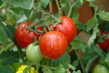Основные требования к выращиванию томатов