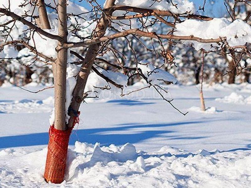 Защищаем деревья и кустарники в мороз и оттепель
