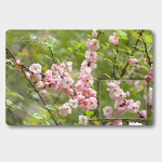 Набор салфеток пласт. (4+4) Цветущ.персик 28*44см FJ51