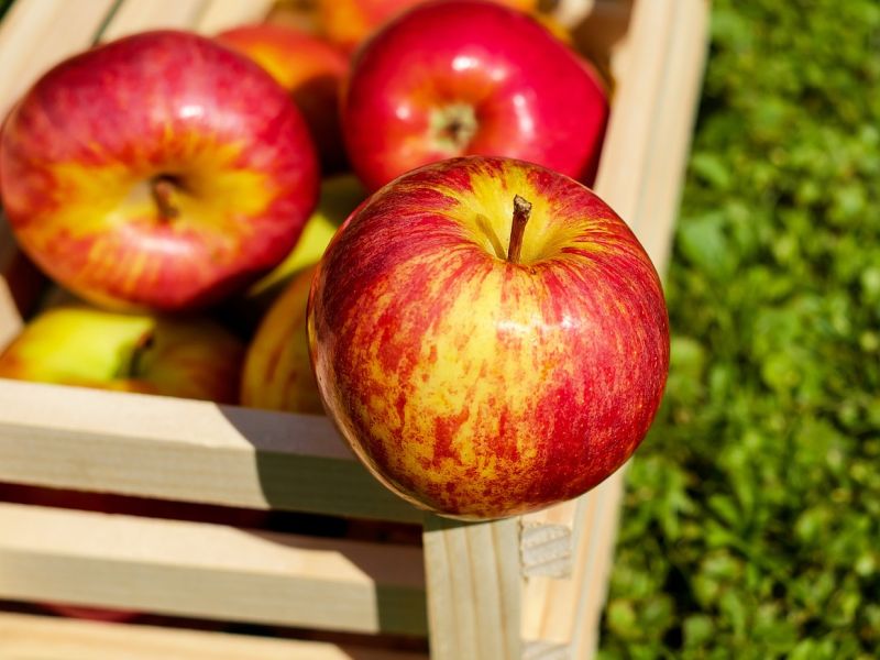Как хранить яблоки в домашних условиях
