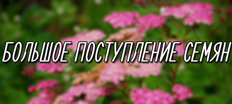 Пиши поступай. Реклама поступление семян. Семена надпись. Огромное поступление семян. Поступление семян объявление.