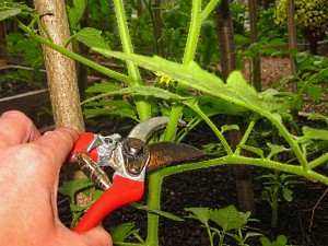 pasynkovanie-tomatov.jpg