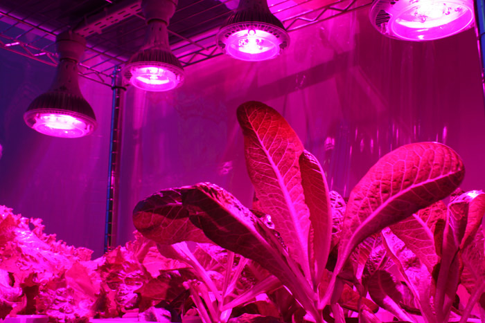 Фитолампы, led-ленты, биосветильники, фитоленты, led-лампы, светодиоды, купить в Самаре, лампы для растений