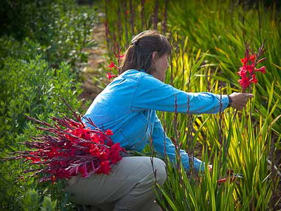 watsonia-3.jpg