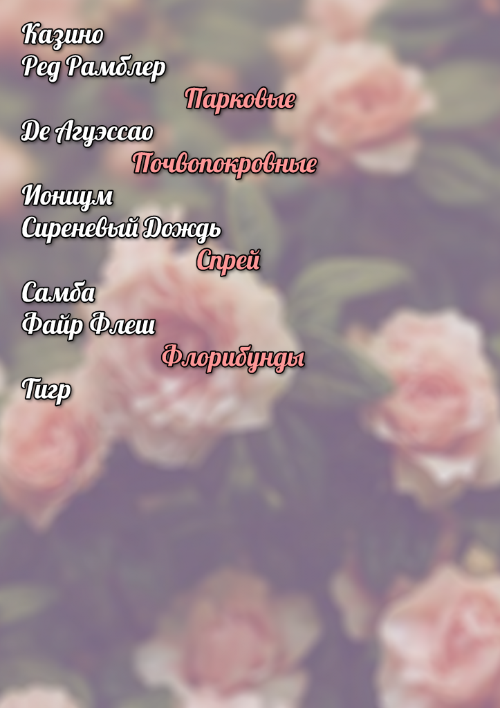 розы2.png