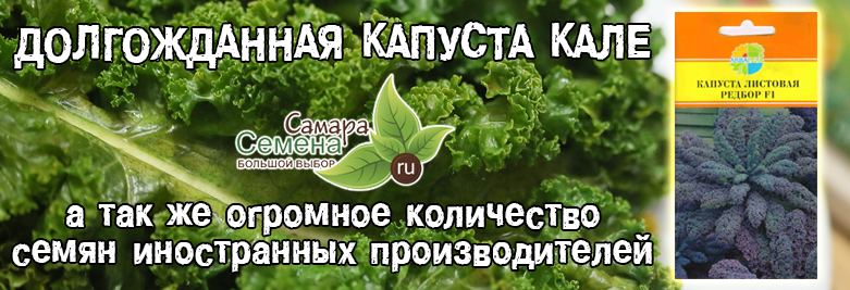 Капуста Листовая Кале Купить Семена