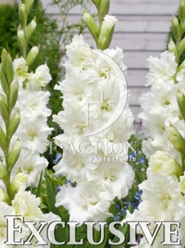 Гладиолус Мурманск